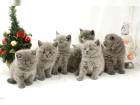 BKH Kitten aus liebevoller Hobbyzucht